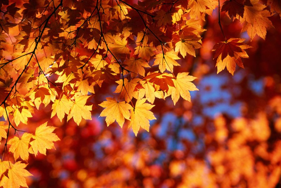 Leaves begin to turn red with Autumn's rare arrival. Living in Casper, it's hard to get a goldilocks weather like Autumn. Many people admit it's their favorite season, even when the snow overpowers this very season almost every year. 