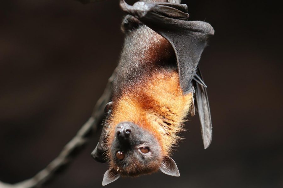 Bat hangs upside down.