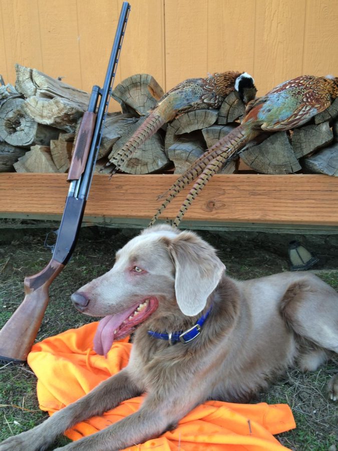 shows+dog+and+pheasants