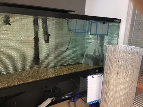 Glass aquarium with tan gravel in bottom, fish nets at top awaiting eggs for student project.