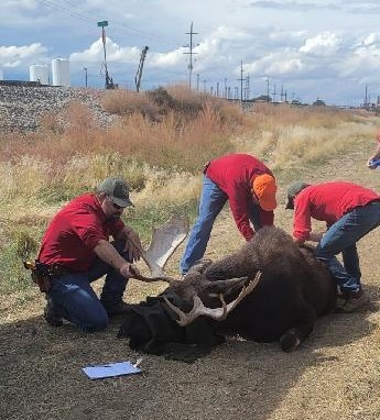 Biologists in red shirts check the vitals of a moose near a set of railroad tracks.